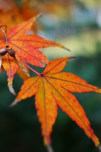 Fall Leaf Autumn Maple Golden Snitch