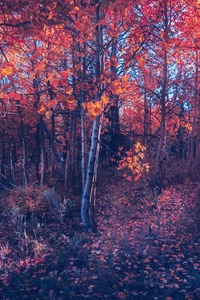 1125x2436 Fall Of Autumn Trees