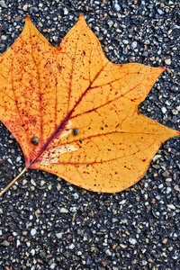 Fallen Leaf Autumn 5k (320x480) Resolution Wallpaper