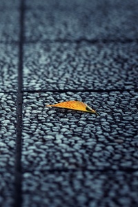 Fallen Leaf Autumn (1280x2120) Resolution Wallpaper