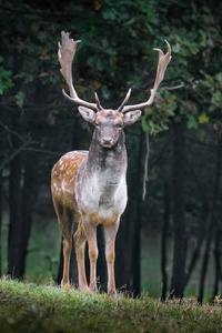Fallow Deer (540x960) Resolution Wallpaper