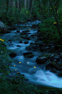 1080x1920 Fireflies In The Forest Of Great Smoky Mountains National Park