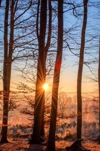 First Sunbeams Of Day Nature Forest Trees (640x1136) Resolution Wallpaper