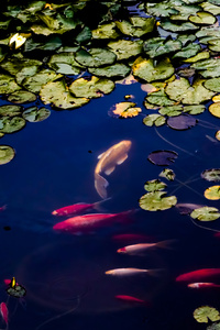 Fish In Pond (640x960) Resolution Wallpaper