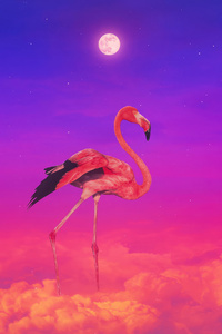 240x400 Flamingo Colorful 4k