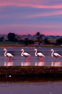 Flamingo March (1280x2120) Resolution Wallpaper