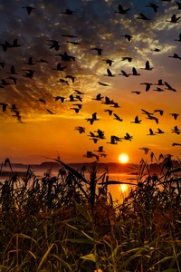 Flock Of Birds Flying At Dawn Time (1080x1920) Resolution Wallpaper