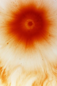 Floral Abstract 5k (240x320) Resolution Wallpaper