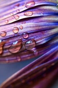 Flower Drops Dew Spray (360x640) Resolution Wallpaper