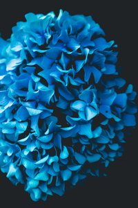 Flower Oled (640x1136) Resolution Wallpaper
