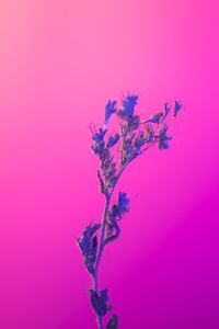 1242x2688 Flower Pink Purple 5k