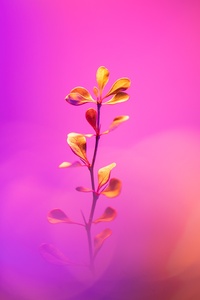 Flower With Stem 5k (1440x2560) Resolution Wallpaper