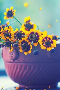 Flowers In Cup (320x568) Resolution Wallpaper