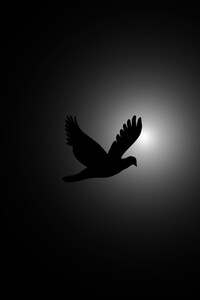 Flying Bird Photography