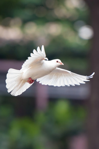 640x1136 Flying White Dove