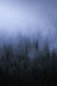 Fog Dark Forest Tress Landscape 5k (1125x2436) Resolution Wallpaper
