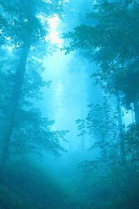 Fog In Forest (1440x2560) Resolution Wallpaper