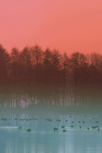 Fog Lake Duck Evening 4k (1280x2120) Resolution Wallpaper