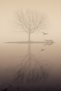360x640 Fog Lake Silhouette Tree Birds
