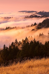 Fog Landscape (1280x2120) Resolution Wallpaper