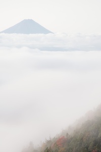 Fog Nature (1440x2560) Resolution Wallpaper