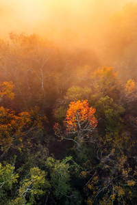 Foggy Morning Houston Trees (320x568) Resolution Wallpaper