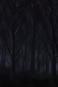Forest Dark (240x400) Resolution Wallpaper