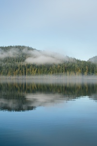 Forest Embrace Reflections On Still Waters (240x320) Resolution Wallpaper