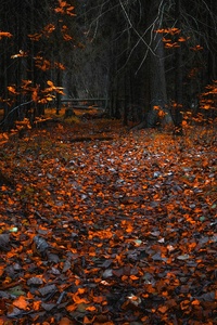 Forest Leaves Autumn 8k (1080x1920) Resolution Wallpaper