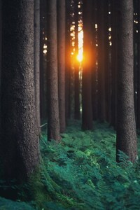 1080x2160 Forest Photography