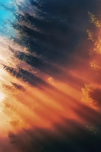 Forest Sunbeam Fog (640x1136) Resolution Wallpaper