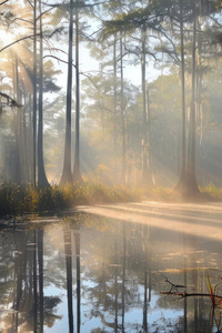 Forests Trees Swamp Rays Of Light (480x854) Resolution Wallpaper