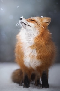 Fox Enjoying Snowfall