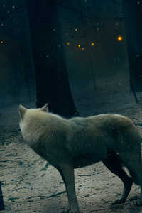 Fox In Dark Forest