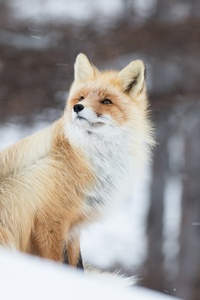 Fox In Snow 5k