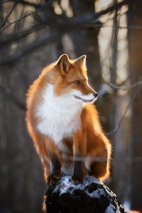 Fox Winter Morning