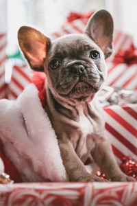 French Bulldog Christmas