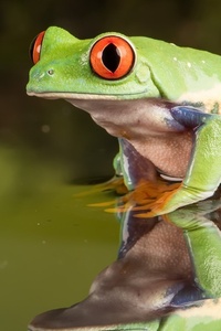Frog (640x1136) Resolution Wallpaper