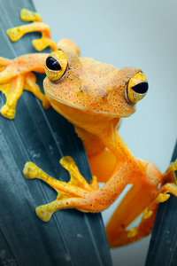Frog Closeup (320x568) Resolution Wallpaper