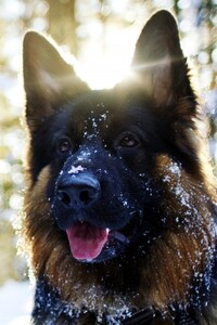 German Shepherd In Snow