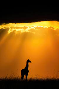 Giraffe In Masai Mara National Reserve (240x320) Resolution Wallpaper