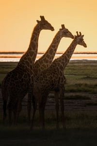 Giraffes (1280x2120) Resolution Wallpaper