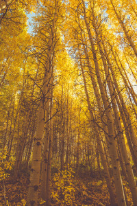 Golden Fall Season Forest 5k (2160x3840) Resolution Wallpaper