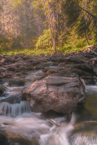 Golden Sunlit Forest Stream (2160x3840) Resolution Wallpaper