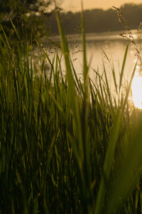Grass 4k Sunset (240x400) Resolution Wallpaper