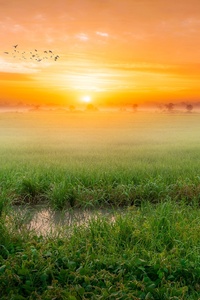 Grass Fog Sunrise Morning 4k (320x480) Resolution Wallpaper