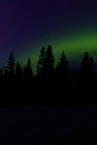 Green Aurora Lights Over The Tree (320x568) Resolution Wallpaper