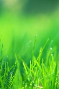 Green Grass Field (1440x2960) Resolution Wallpaper