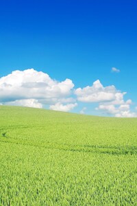 Green Landscape Beautiful (640x1136) Resolution Wallpaper