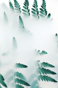 Green Leaf Plants Fog 4k